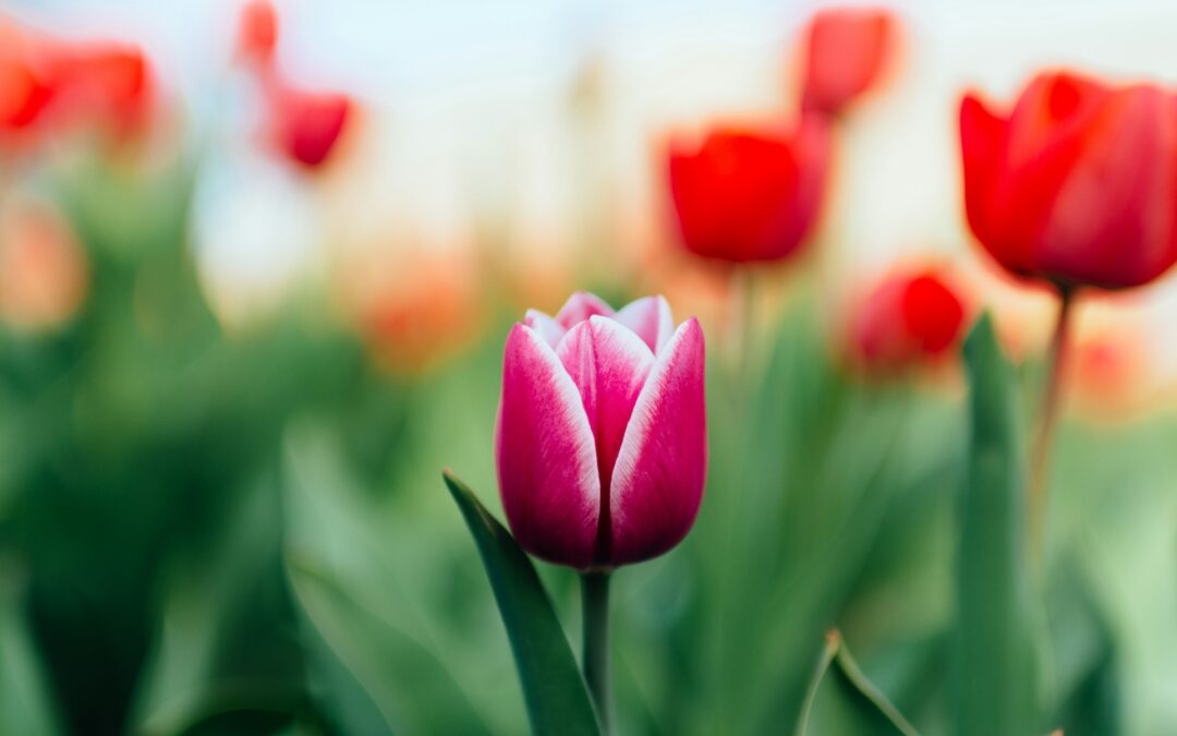 Close up of a bright pink and white tulip with red tulips in the background
